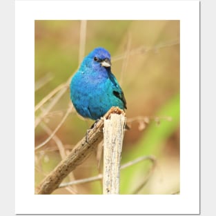 Indigo Bunting 2022 Posters and Art